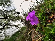 Rif. Capanna 2000 ad anello con fiori e nebbia-6giu23 - FOTOGALLERY